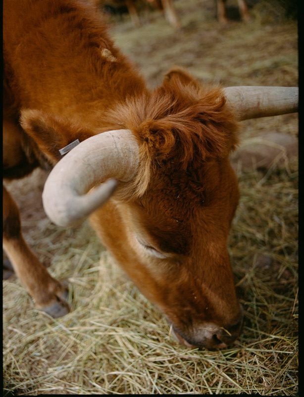 Stefan Junir: Contax 645 on Kodak Portra 400