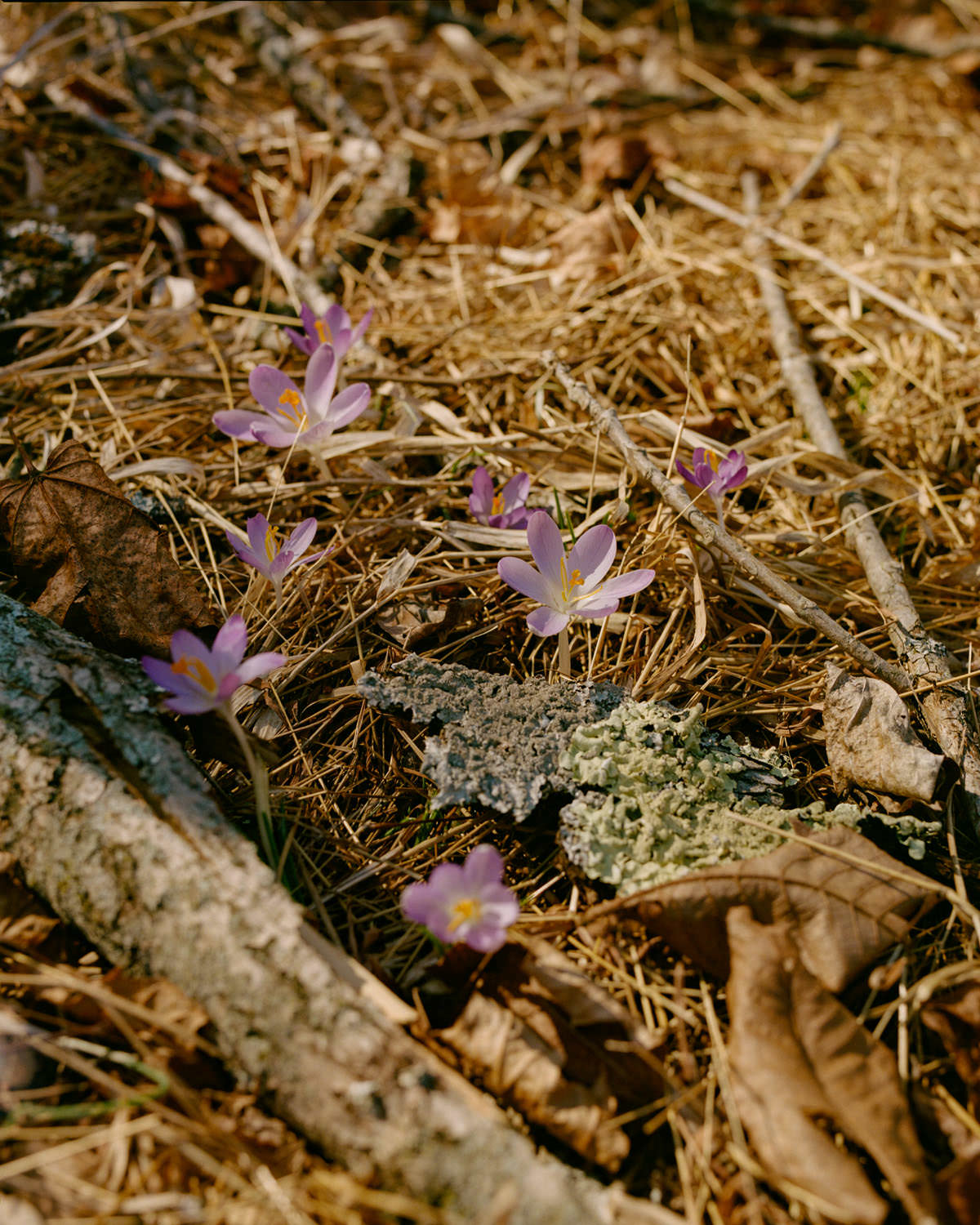 Mamiya RZ67 on Kodak Portra 400